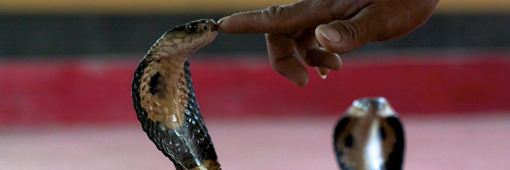 Granja de serpientes